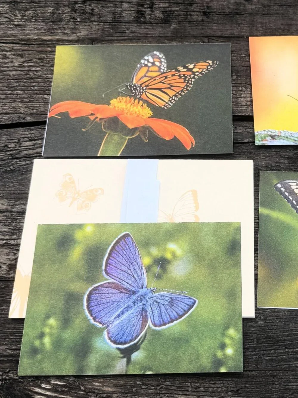 4 Vintage ENVIRONMENTAL DEFENSE FUND Monarch Butterflies Habitat Greeting Cards